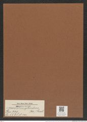 Actinoptychus splendens (Ehr.) Shadb. (de-Toni-Nr.: Genus 227, Species 5568) Zeichnungen Sammlung Grunow Mappe 05325 (Herbarium_W_Grunow_drawings_Folder_05325)